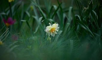 épanouissement jonquille dans le parc photo