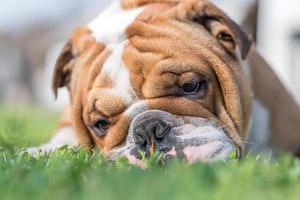 proche en haut portrait de Anglais bouledogue photo