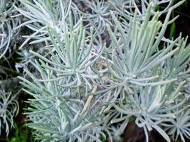 blanc sauvage Montagne plante lavandula lanata avec la nature Contexte sur le Montagne. photo