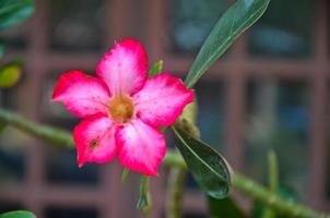 fermé rose impla lis ou désert Rose fleur. photo