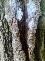 proche en haut de vieux arbre écorce pour Contexte concept. photo