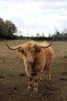 une vue de une montagnes vache photo