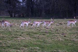 une vue de certains jachère cerf dans le shropshire campagne photo