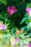 magnifique foncé rose fleur rose musquée fermer. épanouissement buisson de rose musquée médicinal. gratuit espace. photo