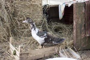 canard gril sur une Accueil ferme photo