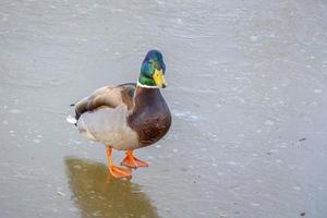 canard copie espace pour texte. sauvage la vie de animaux près gens photo