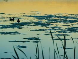 canard silhouette dans d'or le coucher du soleil photo