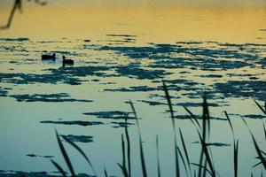 canard silhouette dans d'or le coucher du soleil photo