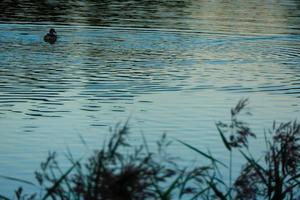 canard silhouette dans d'or le coucher du soleil photo