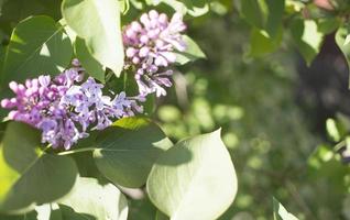 fleur Contexte - lilas fleurs dans printemps jardin photo