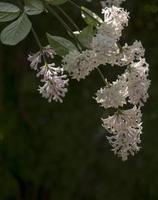 fleur Contexte - lilas fleurs dans printemps jardin photo