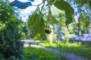 tilleul, tilleul arbre, tilleul ou citron vert arbre avec non soufflé fleurir. tilia arbre est Aller à floraison. une abeille se rassemble citron vert mon chéri photo