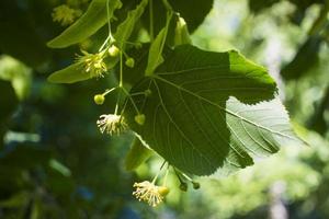 tilleul, tilleul arbre, tilleul ou citron vert arbre avec non soufflé fleurir. tilia arbre est Aller à floraison. une abeille se rassemble citron vert mon chéri photo