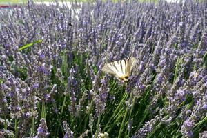 une fleur Contexte photo