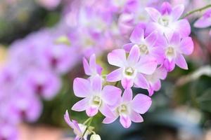 violet orchidées, violet orchidées. orchidée est reine de fleurs. orchidée dans tropical jardin. orchidée dans la nature. photo