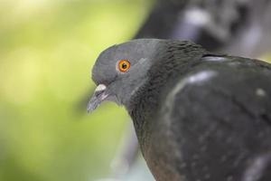 Urbain Pigeon fermer sur une vert Contexte. photo