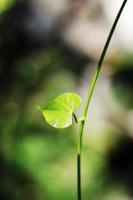 cœur forme feuilles avec Naturel lumière du soleil dans forêt photo