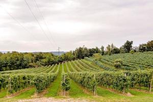 une vignoble paysage photo