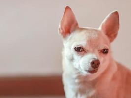 marron chihuahua chien séance dans foncé chambre, à la recherche à caméra. photo