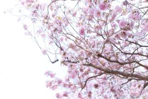 flou rose tecoma , rose trompette arbre , Cerise fleur rue dans printemps avec bleu ciel Contexte photo