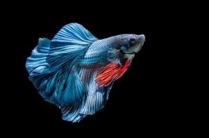 bleu Siamois combat poisson, betta splendens isolé photo