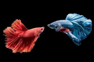 bleu et rouge Siamois combat poisson sur noir photo