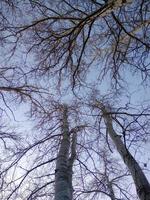 sans feuilles arbre dans une bleu ciel photo