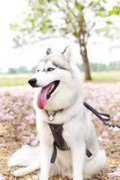 content sibérien rauque chien visage proche en haut sur le champ et rose tecoma , rose trompette arbre , thaïlandais Cerise fleur rue dans printemps avec bleu ciel photo