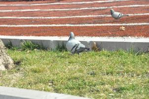 pigeons sur le sol et dans le air photo