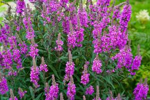 fleurs violettes dans un parterre de fleurs dans un jardin photo