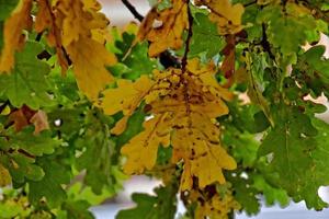 rouge l'automne Contexte de chêne feuilles sur une bleu ciel Contexte photo