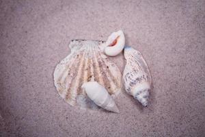 coquille le sable Contexte photo