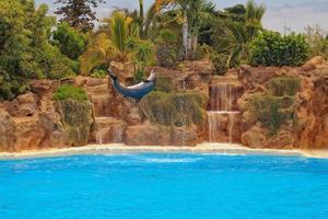 spectacle de formation une grand adulte dauphin mammifère dans une zoo parc sur une ensoleillé journée photo