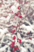 rouge épine-vinette des fruits couvert avec hiver la glace photo