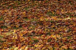 jaune, doré, marron l'automne feuilles mensonge sur vert herbe sur une chaud ensoleillé journée photo