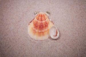 coquille le sable Contexte photo