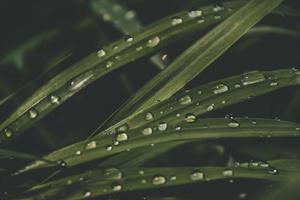 Contexte avec Frais gouttes de été pluie brillant dans le Soleil sur une herbeux champ photo