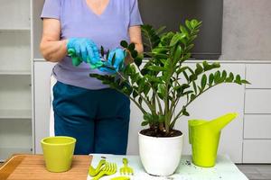 femelle mains dans gants essuyer le feuilles de une plante d'appartement, sur le table sont jardin outils, une arrosage pouvez photo