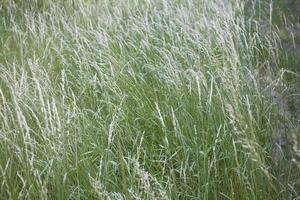 fond d'herbe verte photo