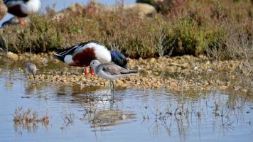 sauvagine, à pieds verts échassier, alimentation dans sel Lac photo