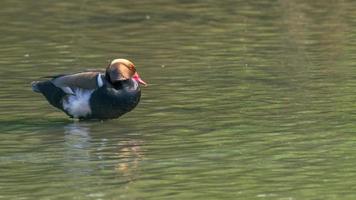 huppe rouge milouin, nette Rufina, spécimen de Masculin repos dans zone humide, écologie concept photo