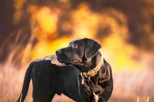 le noir chien regards même plus magnifique dans le Soleil photo