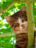 le chat est assis sur une arbre et regards pour proie photo