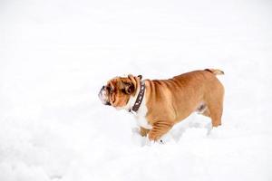 Anglais bouledogue en jouant sur le neige photo