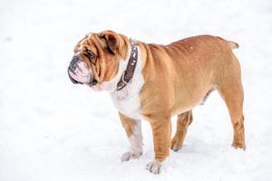 Anglais bouledogue en jouant sur le neige photo