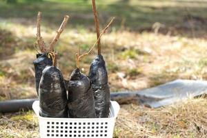 semis de fruit des buissons et des arbres dans tuyaux, prêt à plante dans le jardin. préparation pour plantation, croissance Naturel baies dans le jardin lit. photo