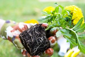 Jaune et Orange souci semis avec les racines sont préparé pour plantation dans le ouvert sol dans printemps. sans prétention jardin fleurs dans le mains de une jardinier, fleur lit et Cour se soucier photo