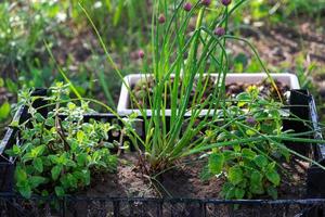 cultivation de respectueux de la nature herbes dans le jardin oignon, menthe, thym photo