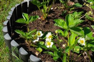 floraison de fraise choux sur une rond lit dans votre jardin. respectueux de la nature baie grandi par une agriculteur dans le été dans le village, récolte photo