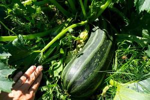 courgette, citrouille et courgette dans le jardin lit dans une de banlieue zone avec une cultiver. respectueux de la nature récolte, écologique jardin, croissance des légumes photo